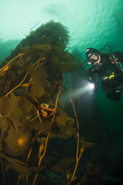 I was delighted to see Macrocystis Kelp growing in God's Pockets Bay  (thanks to maxbottomtime for letting me know!)