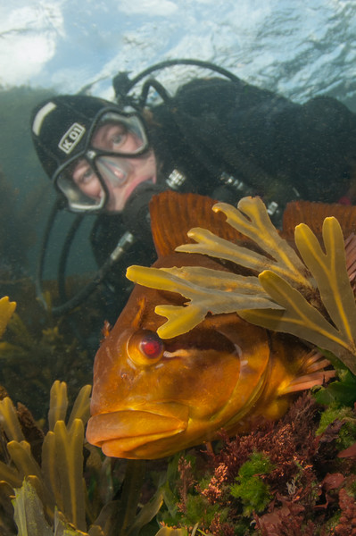 Female Rock Greenling from Sekiu