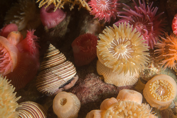 Whale Rocks in the San Juan Islands -- this might be my new favorite dive in the San Juans!