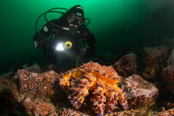 Puget Sound King Crab from Campbell River