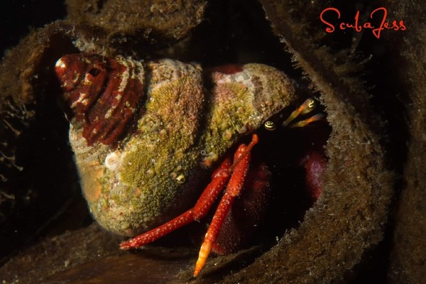 Cute hermit crab