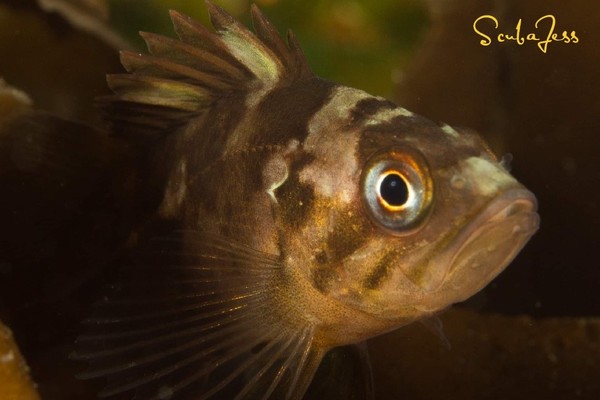 Baby Rockfish at hooded nudie bay