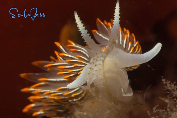 Opalescent Nudibranch