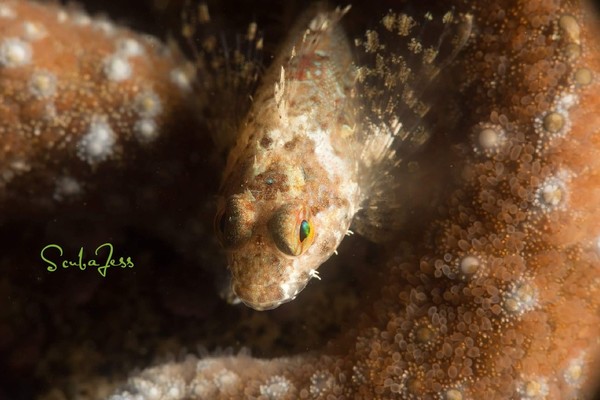 Tiny sculpin at Argonaut Wharf