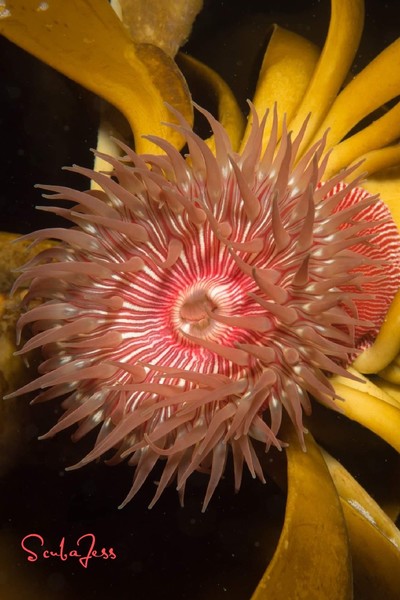 Brooding Anemones are so pretty