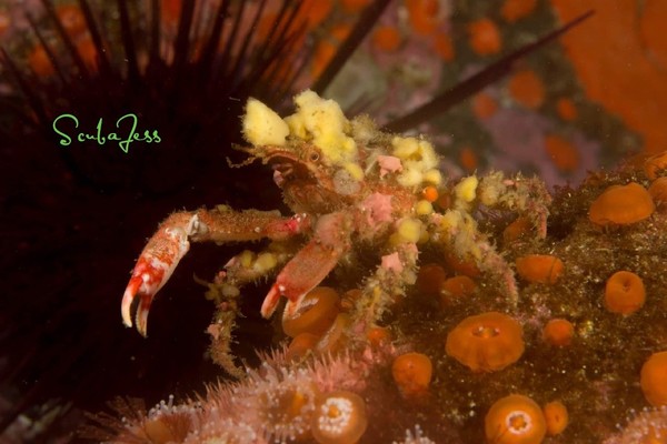 Decorator crab at Campbell River