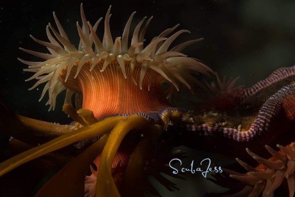 A brooding Brooding Anemone