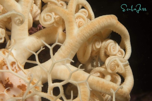 Basket Star