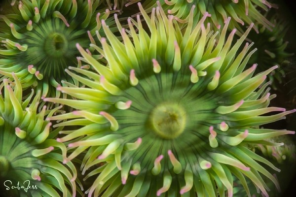 Green surf anemones