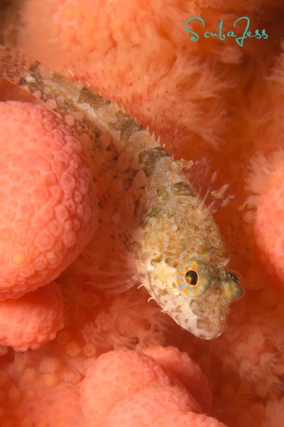 Sculpin on red soft Coral