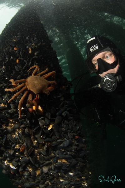 My amazing dive buddy Yellow Eye at Argonaut Wharf