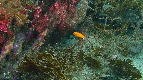 orange fish.jpg