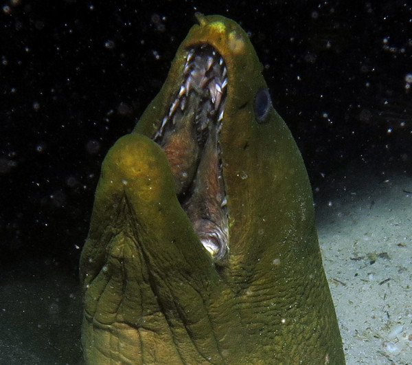 green moray mouth open.jpg