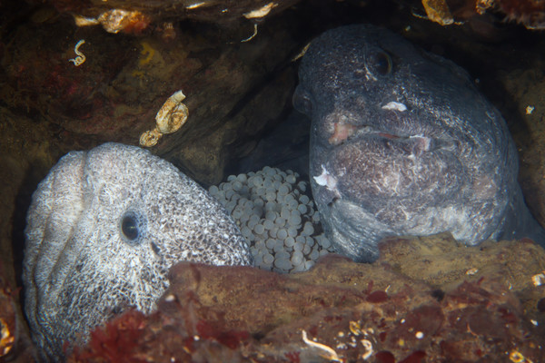 Wolf Eel Pair with Eggs (1 of 1).jpg