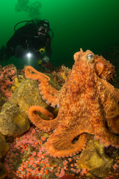 Scuba Jess and an Octo at Outside Grouse