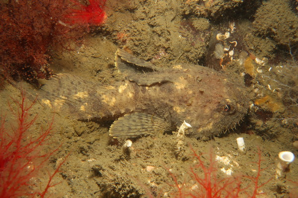 Spinyhead Sculpin.JPG