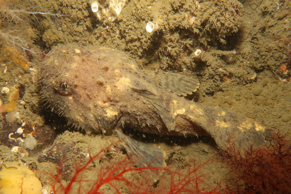 Spinyhead Sculpin (2).JPG