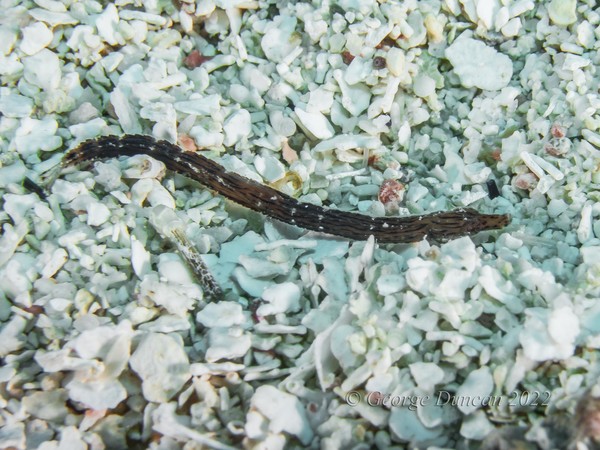 Crested Pipefish.jpg