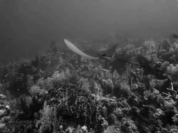 Eagle Ray on the Reef.jpg