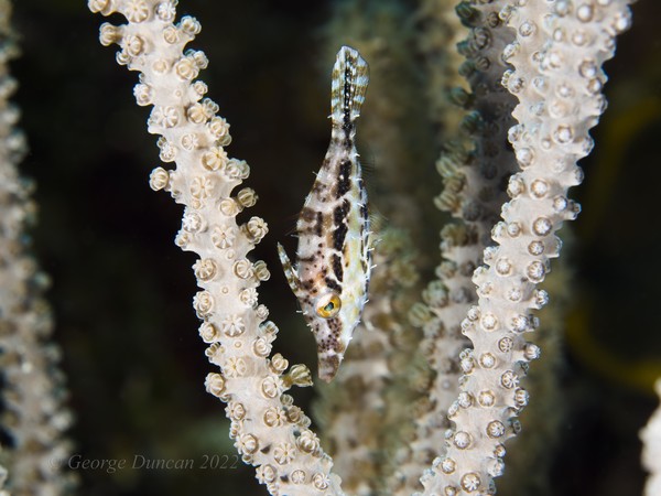 Fringed Filefish.jpg