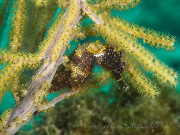 Longsnout Seahorse.jpg