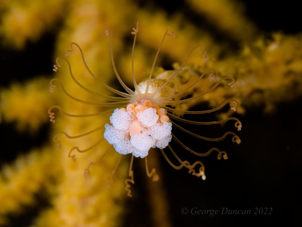 Solitary Gorgonian Hydroid2.jpg