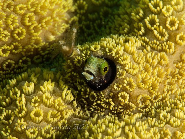 Spinyhead Blenny.jpg