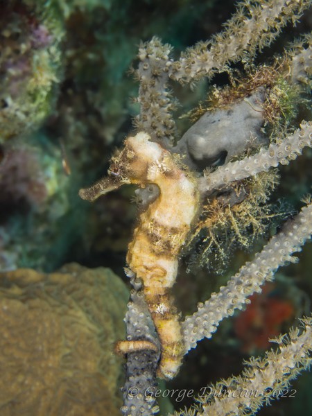 White Banded Seahorse.jpg