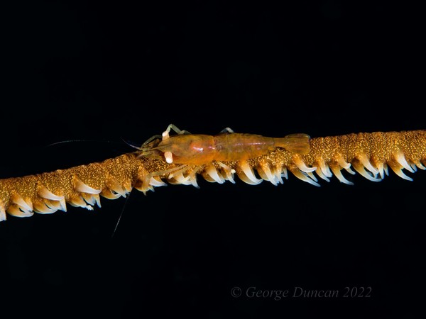 Wire Coral Shrimp.jpg