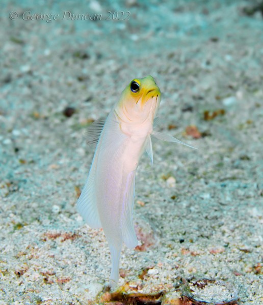Yellowhead Jawfish.jpg