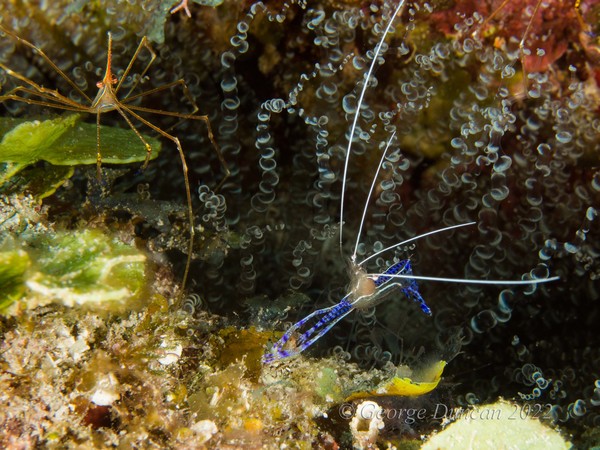 Arrow Crab and Pedersen Shrimp.jpg