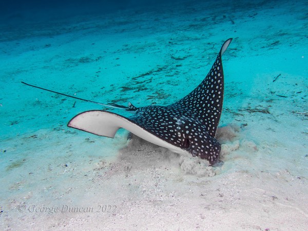 Eagle Ray Feeding.jpg