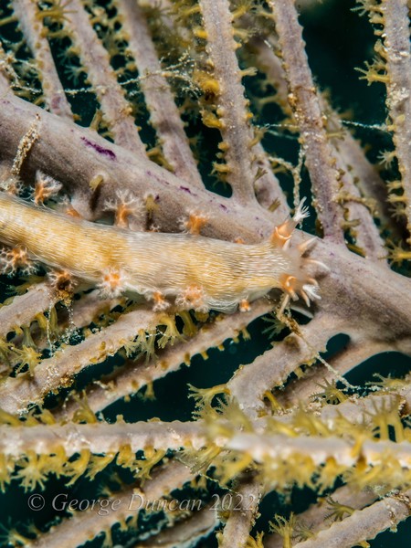 Hamner's Tritonia Nudibranch.jpg