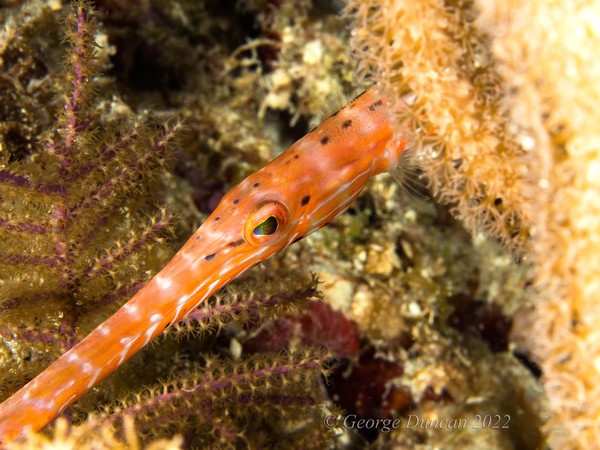 Juvenile Trumpetfish.jpg