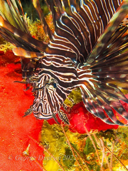 Lionfish Smile.jpg