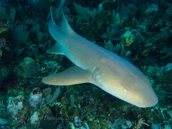 Nurse Shark.jpg