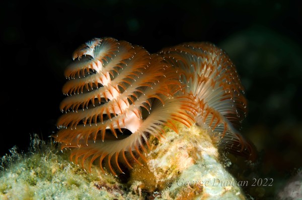 Orange Christmas Tree Worm.jpg