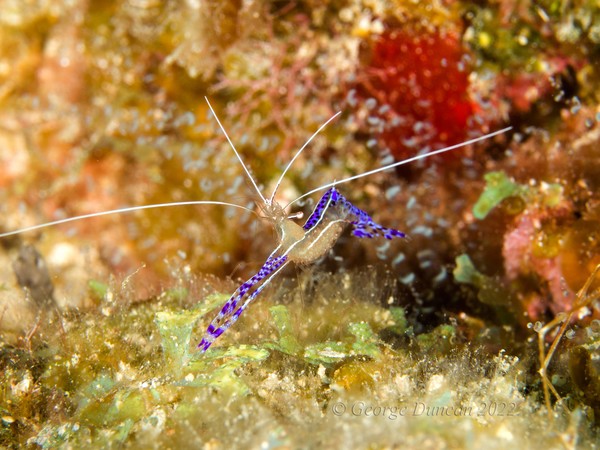 Pedersen Shrimp Posing.jpg