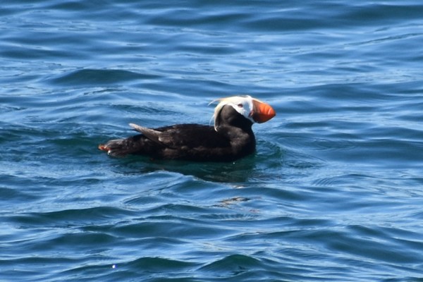 Puffin1.JPG