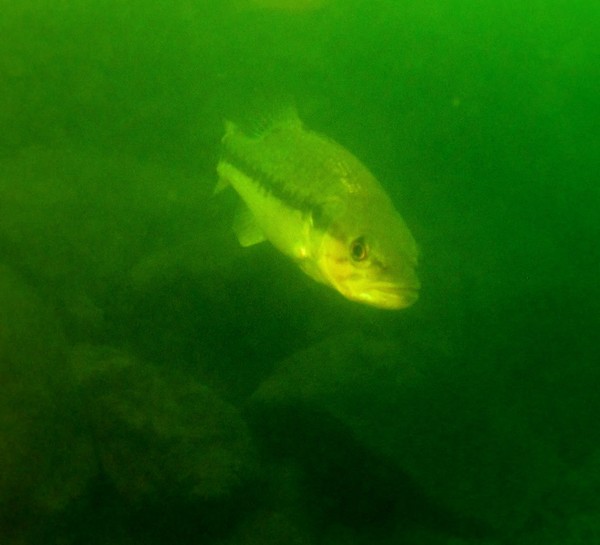 From Table Rock Lake in Arkansas