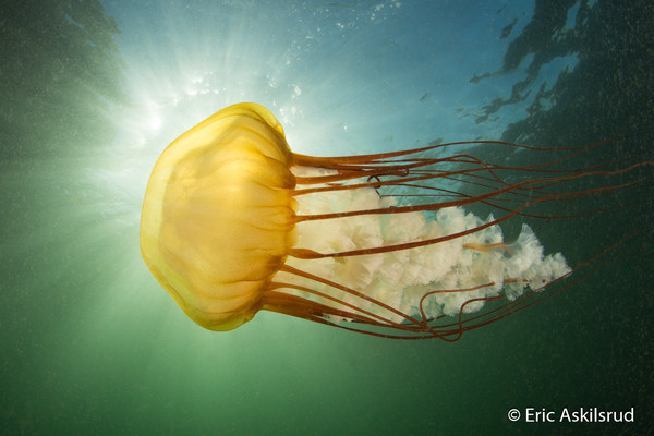 A sea nettle, at a site ub diving calls gooseneck wall