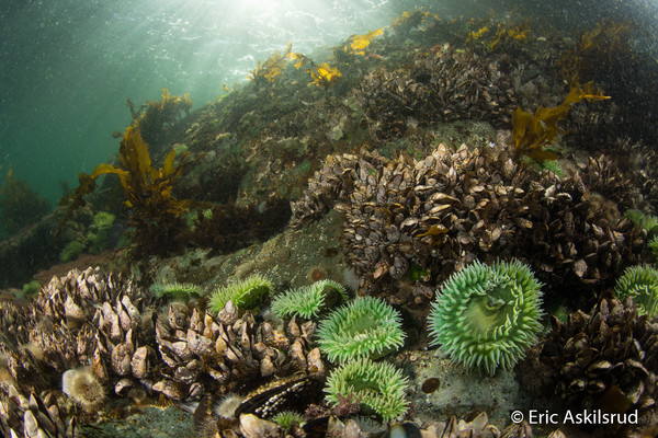 Some Goosenecks and anemones at gooseneck wall. They're only in the shallows here.