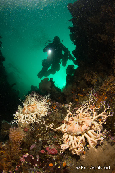 Several dives in the roughton Group are covered in basket stars