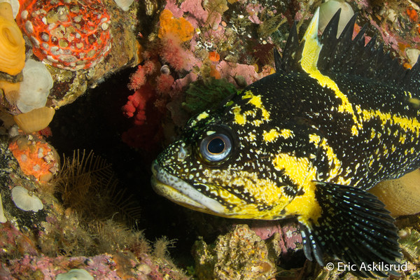 China rockfish at fantasy island