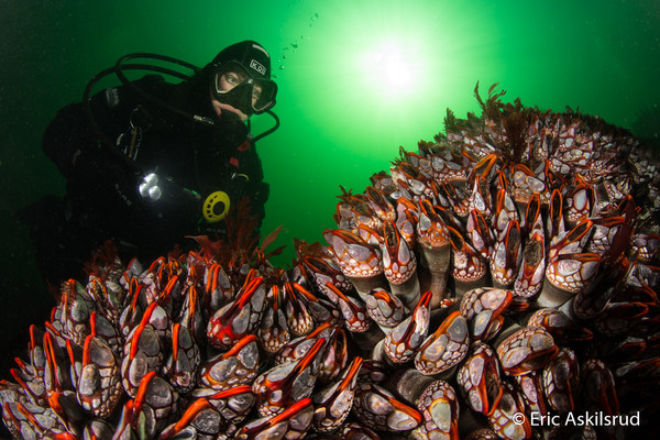 Fields of gooseneck barnacles at Nakwakto Rapids east side