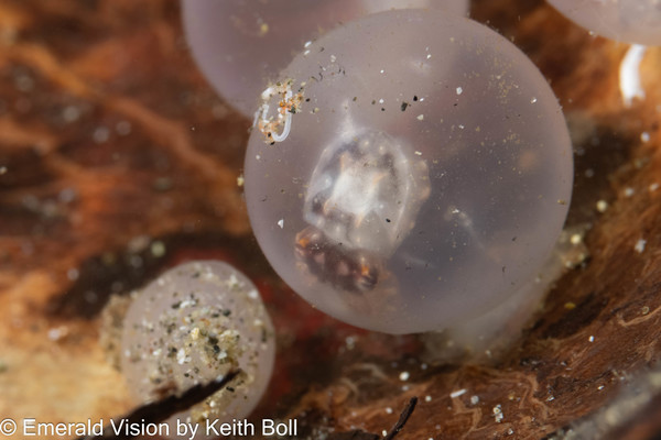 Flamboyant Cuttlefish Eggs on a Coconut Shell