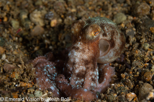 Starry Night Octopus - A Highlight of My Trip