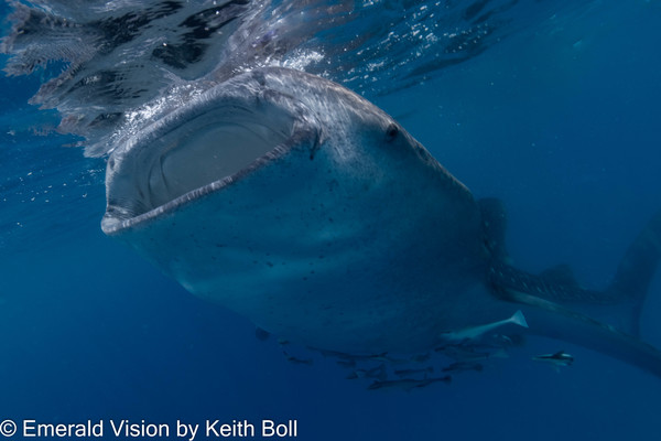 Very fun to see Whale Sharks in mostly clear water!