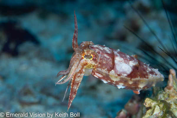 So many cuttlefish - and so little time!