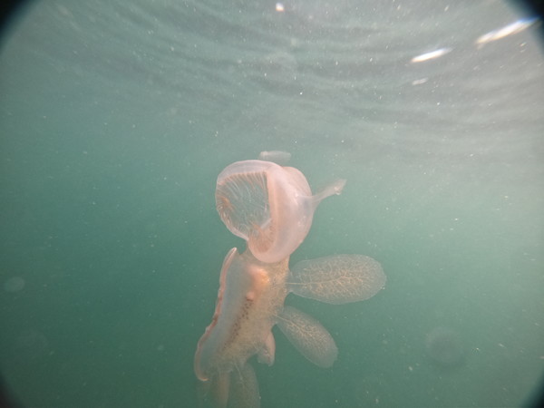 hooded nudibranch